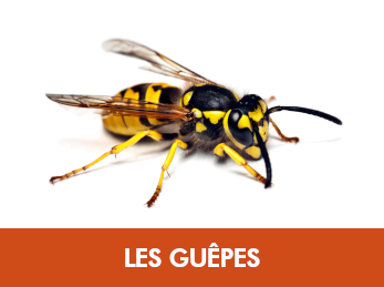 Guêpe